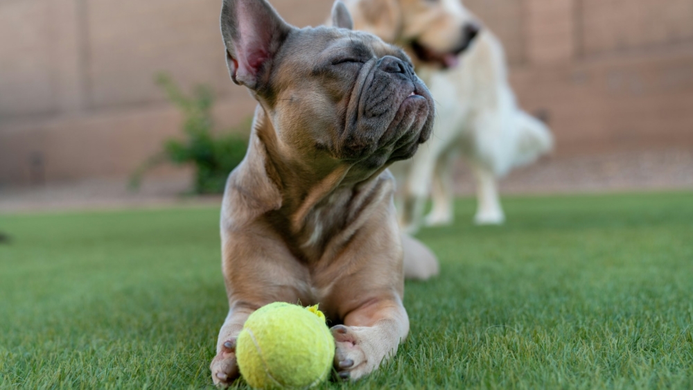 cesped-artificial-perros