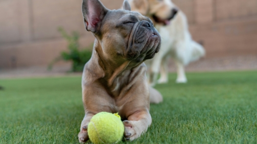 cesped-artificial-perros