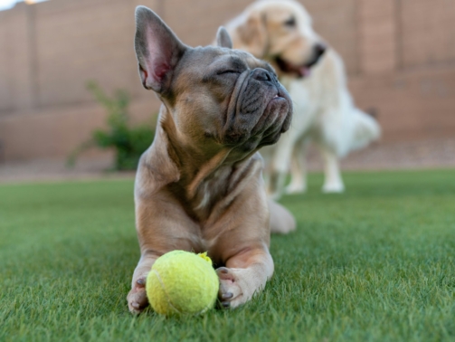 cesped-artificial-perros